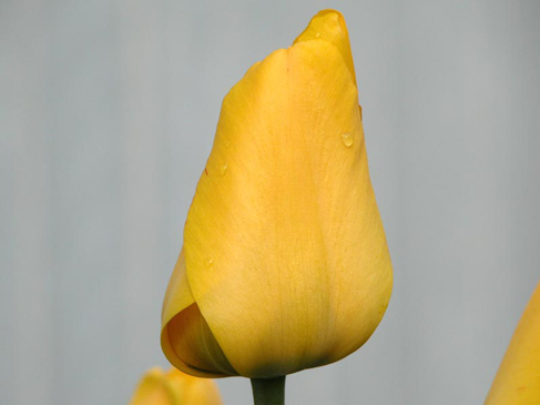 Keltaista harmaan aidan edess�