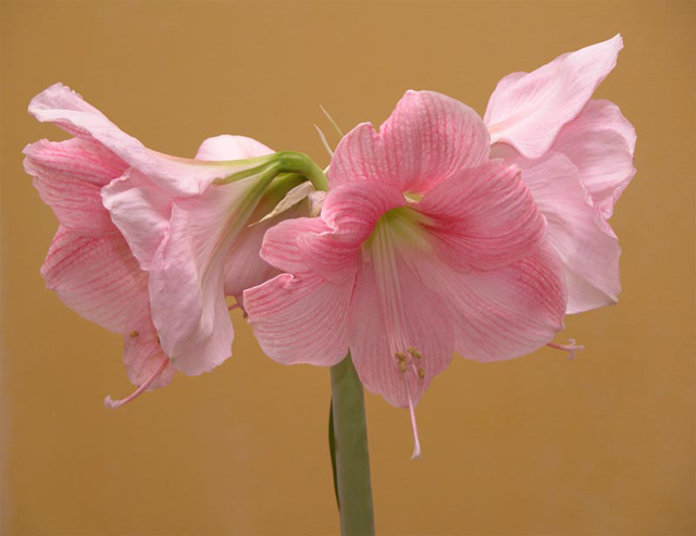 Amaryllis keitti�n p�yd�ll�
